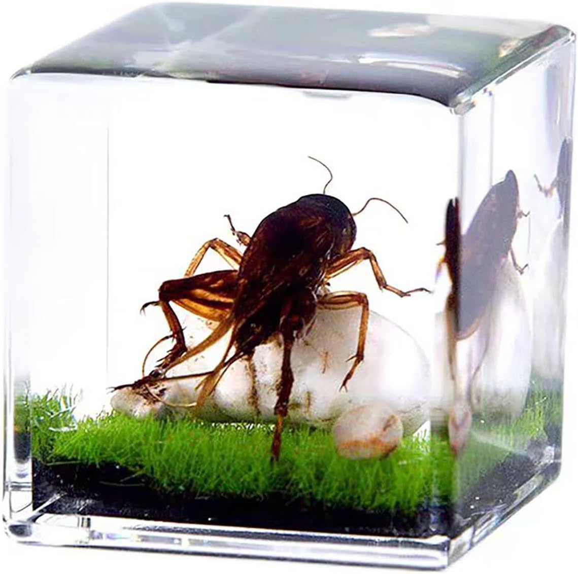 Real Insect Resin Cube – Cricket Specimen