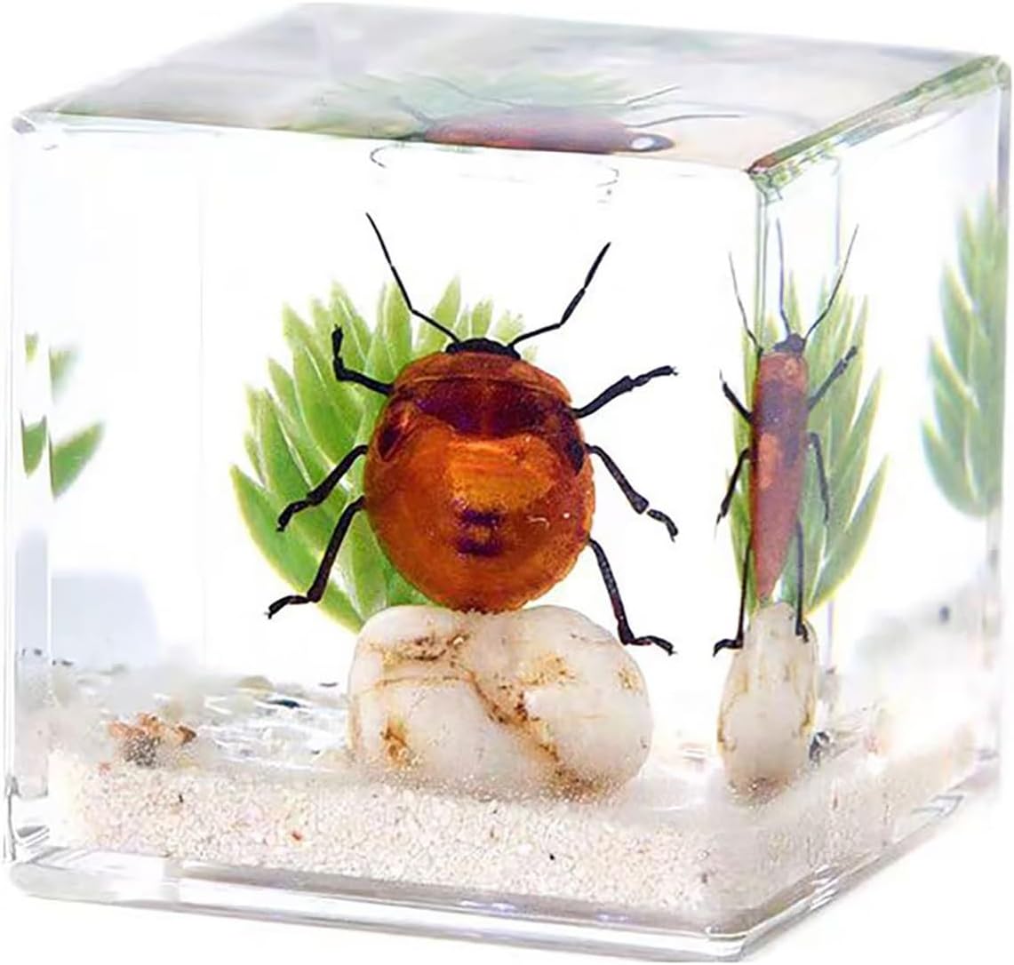 Real Insect Resin Cube – Flower Bug Specimen