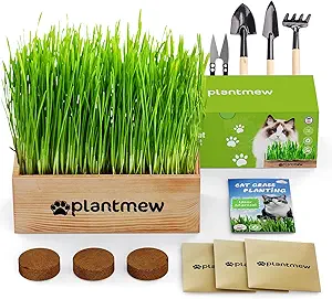 Organic Cat Grass Growing Kit