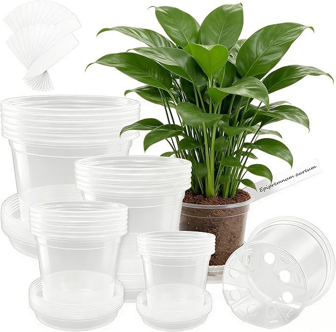 Clear Nursery Pots With Saucers