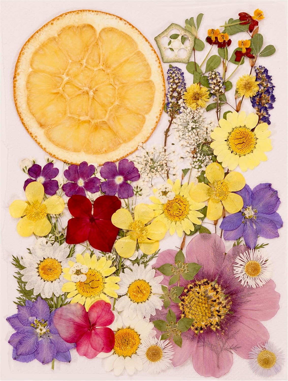 Forty-Eight Piece Real Dried Pressed Flower Kit